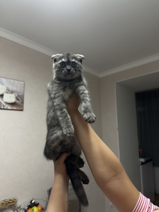 Продам котенка вислоухая девочка