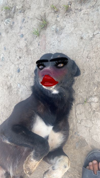 gozal it sotilad