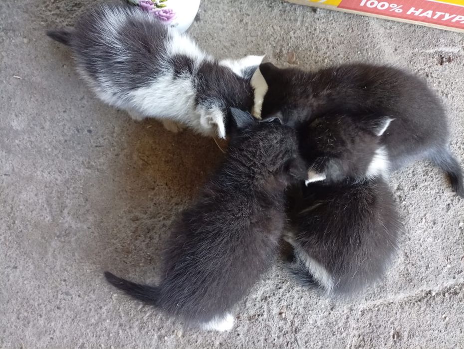 Котята бесплатно
