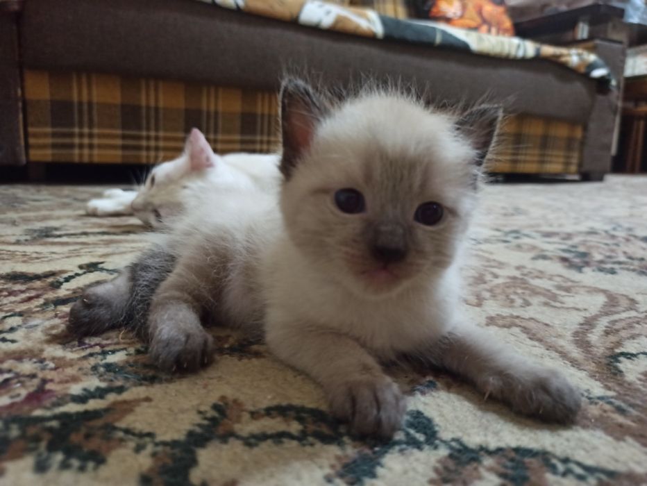 Котята недорого.