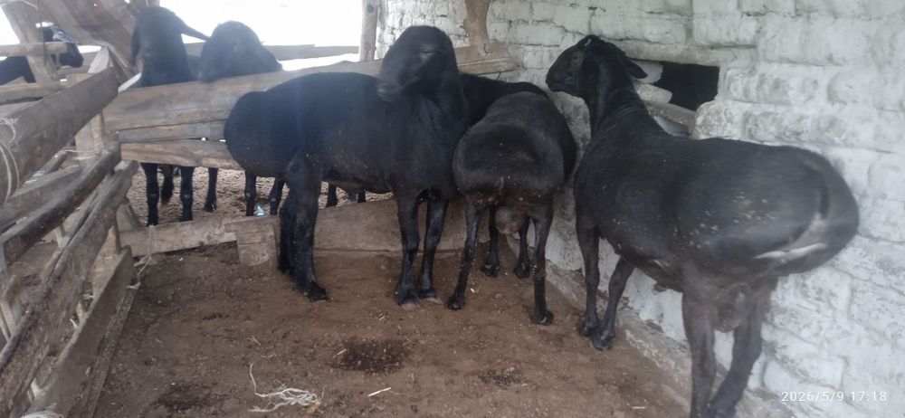 Qoʻchqor  80000soʻm/kg