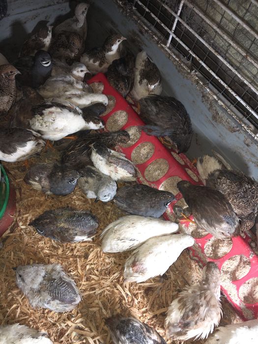 Китайски пъдпъдъци