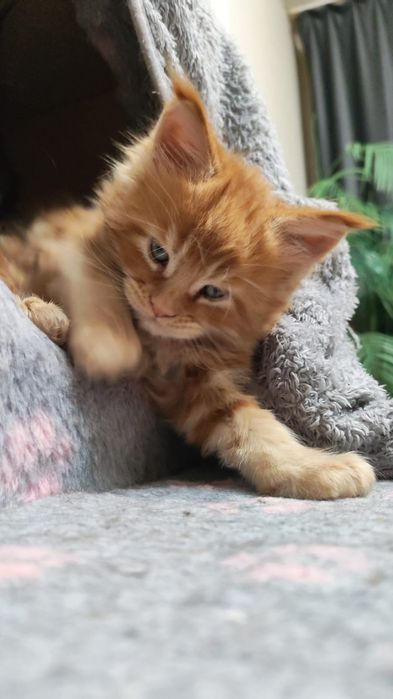 Продаются котята Мейн кун