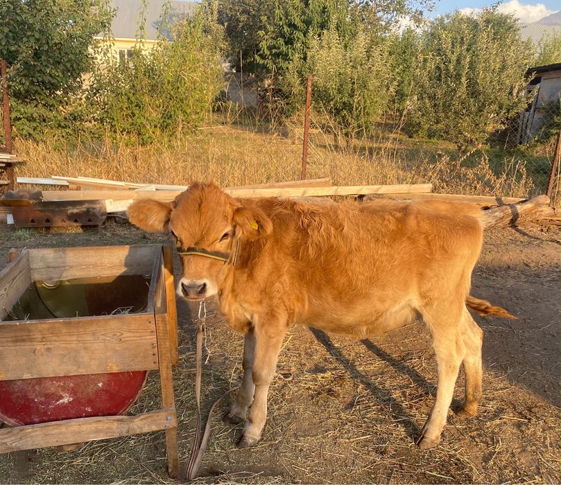 Бұзаулы сиыр сатылады
