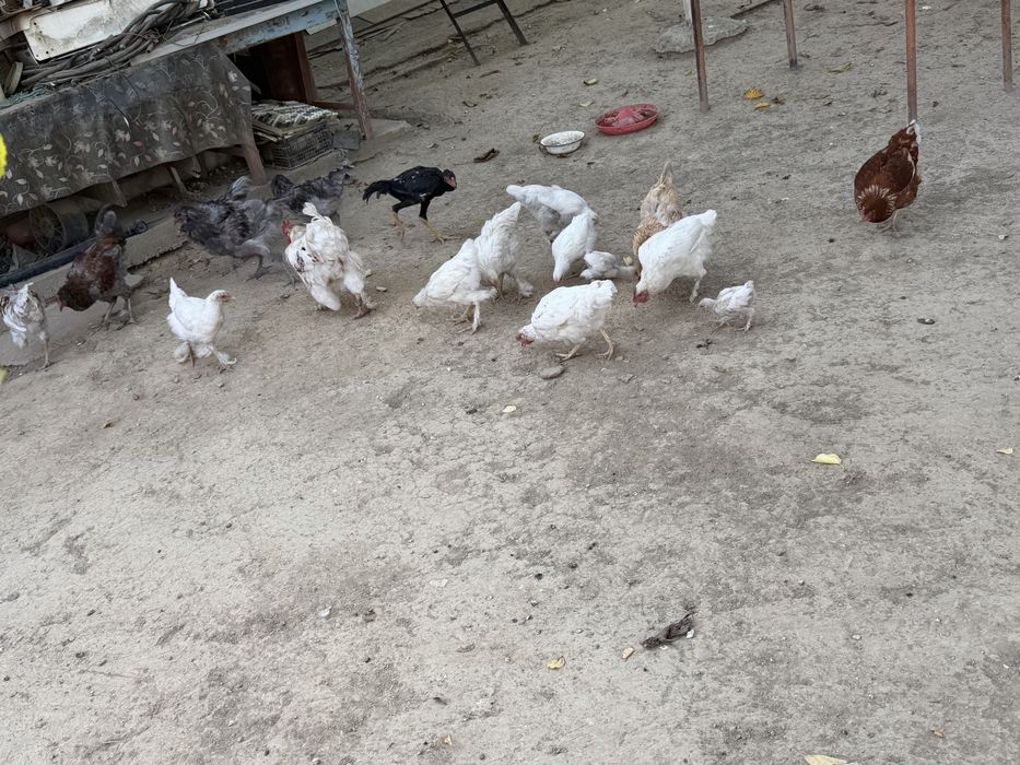 Куры цепленки на продаже