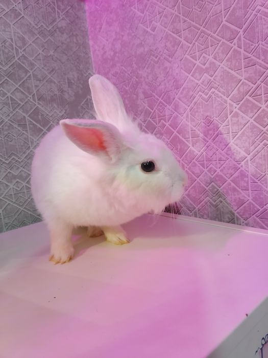 Кролик декоративный