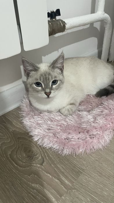 Котенок, кошка около 6 месяцев