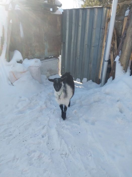 Продам Альпийского Козлика