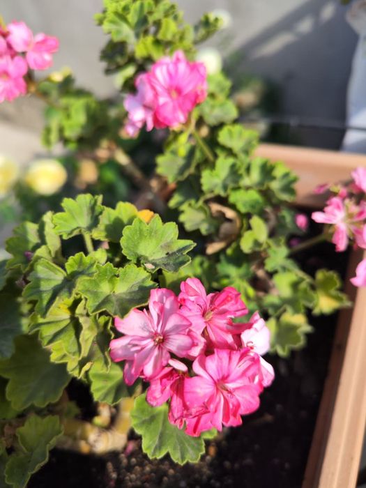 Продам герань , разная