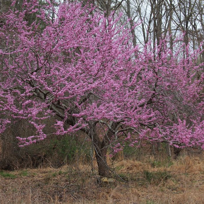 Cercis  Canadensis (Arborele Iudei )