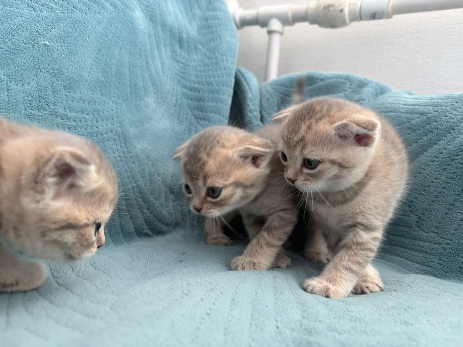 Продаю веслоухих шатланских котят