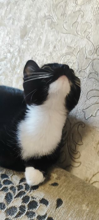 Отдам 4-месячного котенка девочку