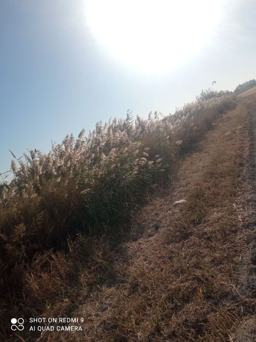 Qamich sotiladi kelishilgan narxda