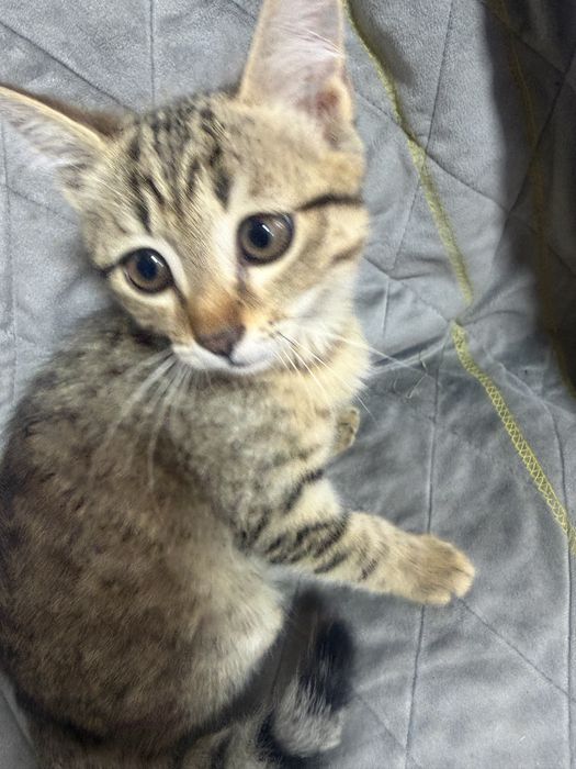 Котенок чистый приученный