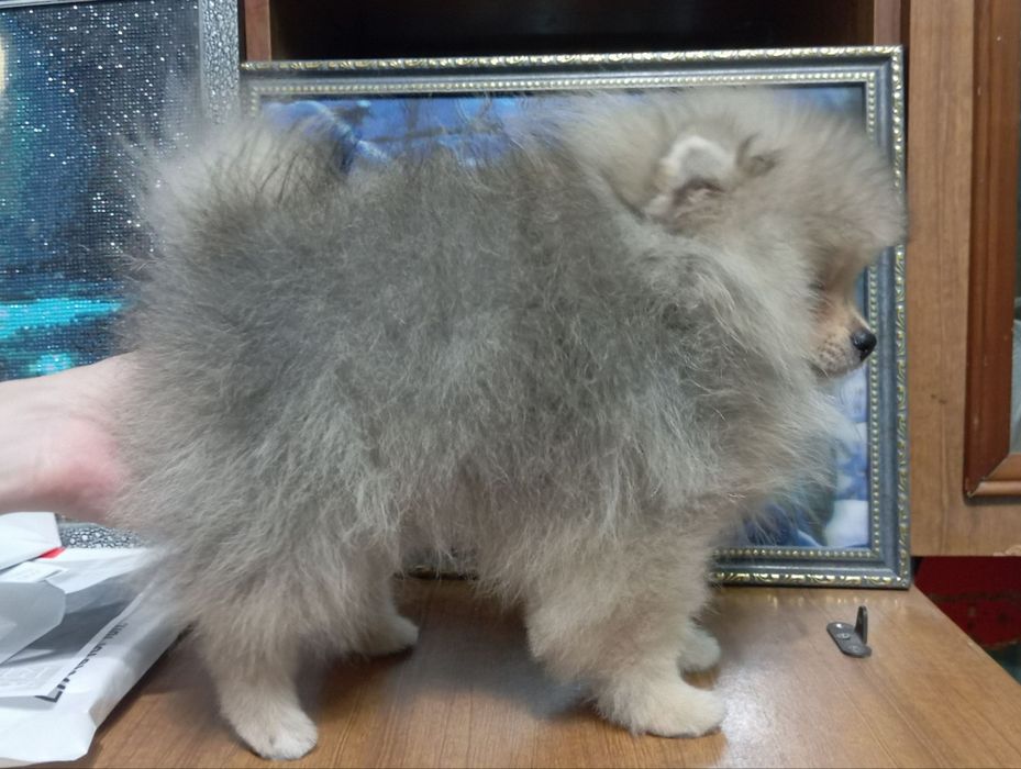 Щенок пом шпица.кобель.