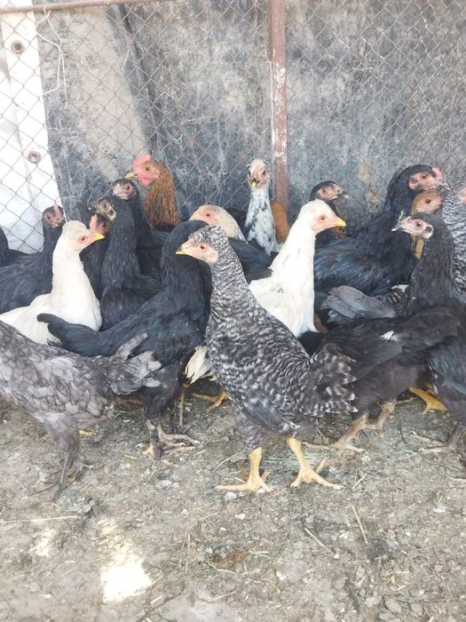 Продам куры домашние