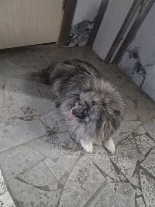 Срочно продаётся собака