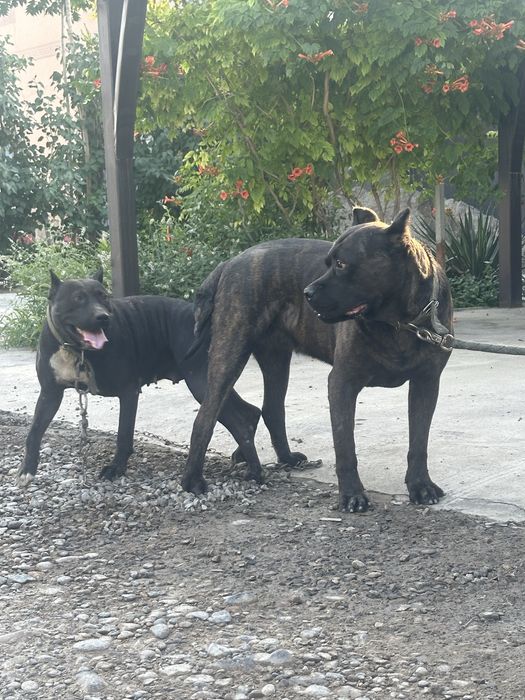 Питбул жане кане корсо