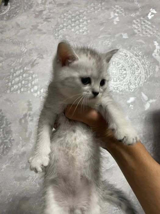 Mushuk bollari zotdor