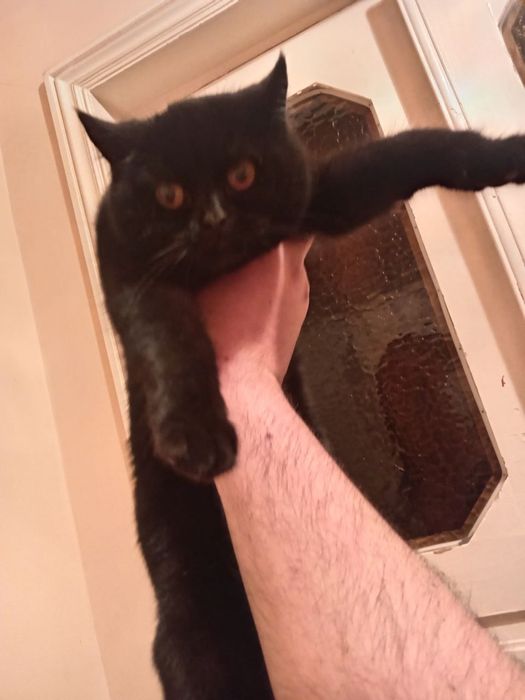 Продам кошку скотиш страйт чёрный