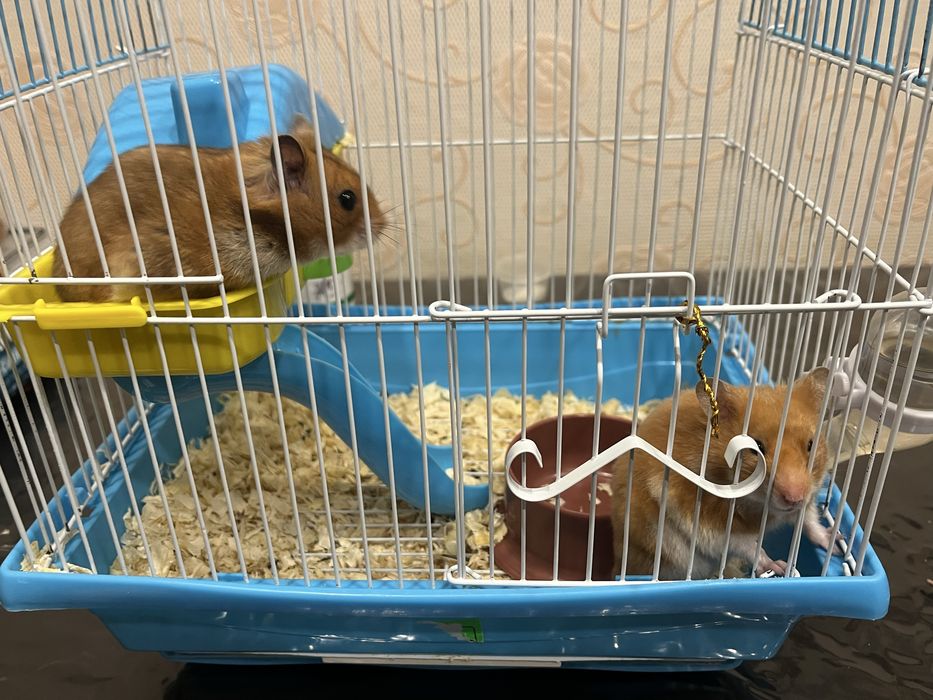 Продам клетку с хозмяками