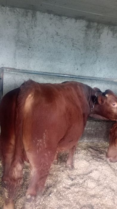 Taur angus  de vânzare