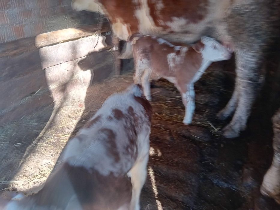 Vând junincă cu vițej