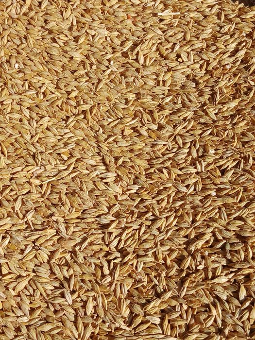 Orzoaică de primăvară mariola c1