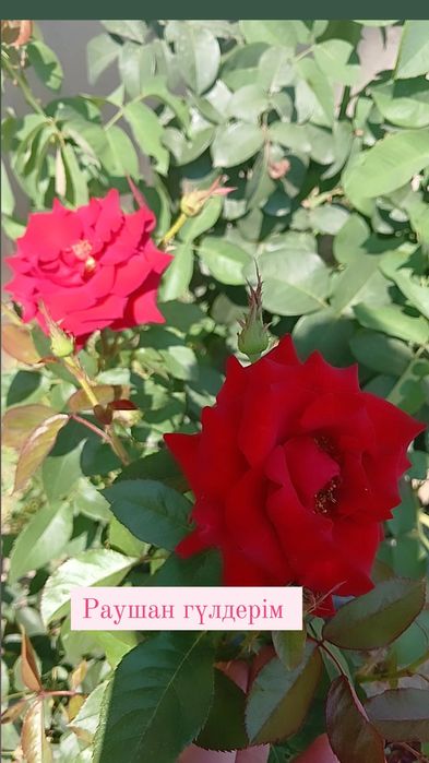 Продам срочно дом!