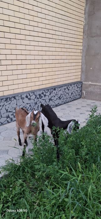 Нуби  лақтар сатылады