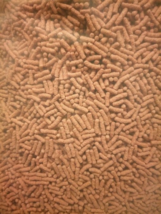 Hrana crapi koi si carasi