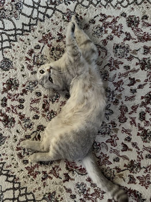 Шотландская кошка