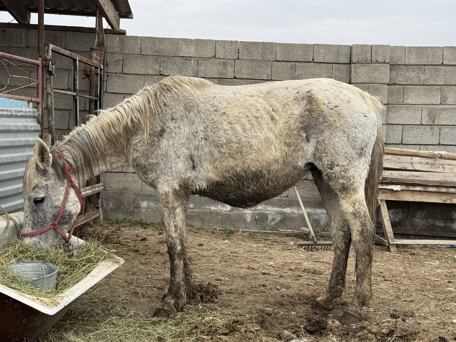 Бие жақсы срочна!