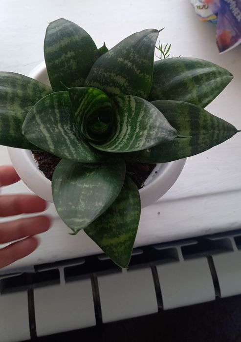 Комнатные цветы 1000