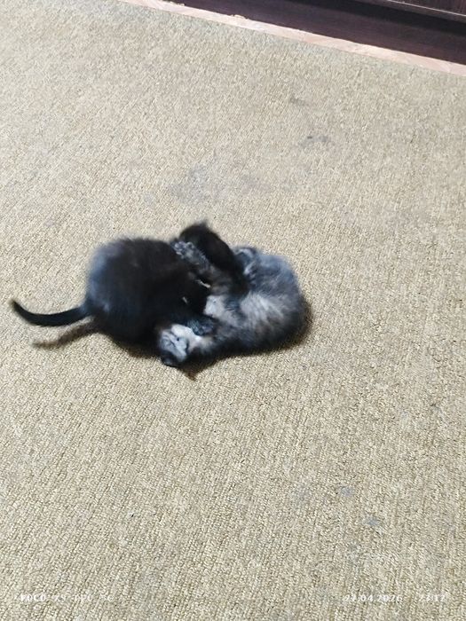 Одам котят 2 мальчика и одна девочка