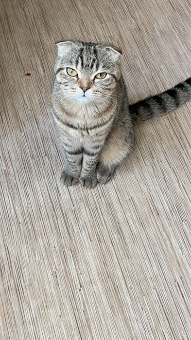 Отдам в добрые руки кошку