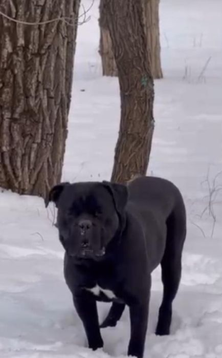 Вязка Кане корсо