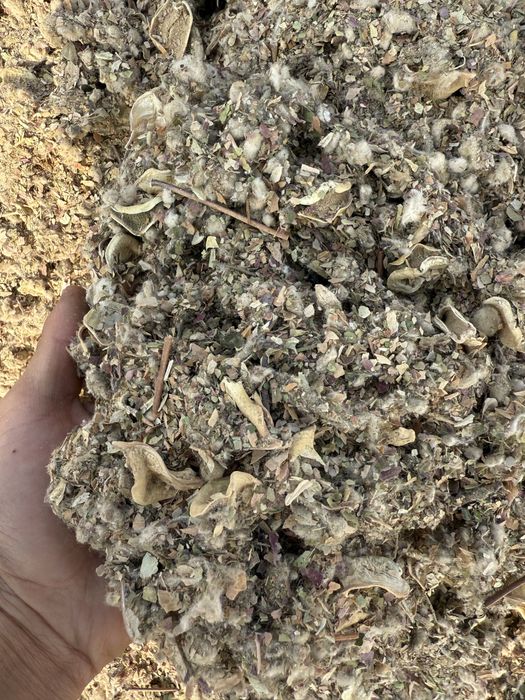 Қауашақ мақта қауашағы, жонгерек