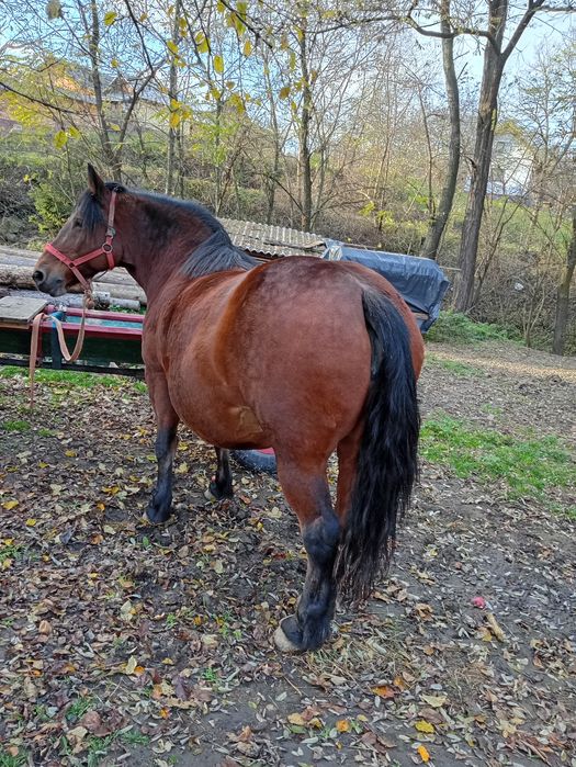 Iapă de vânzare se vinde
