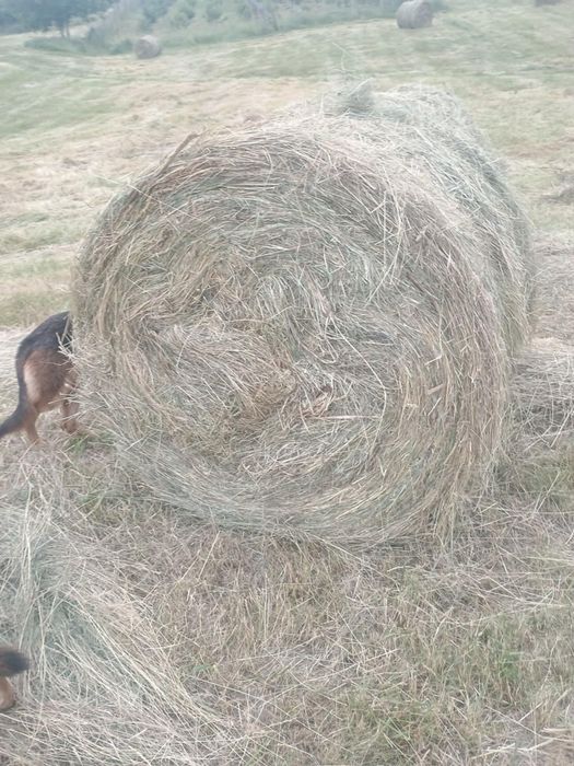 Băloți rotunzi de fan!