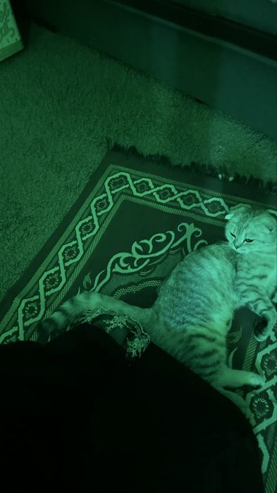 продам котенка в хорошие руки