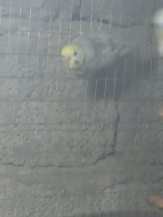 Chex qushla sotiladi hammasi 3 ta moda