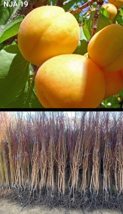 Caisi-pomi fructiferi