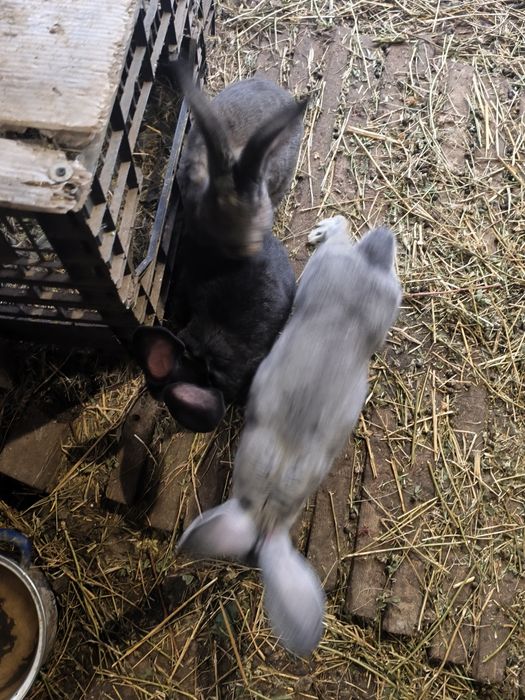 Iepuri Uriaș german