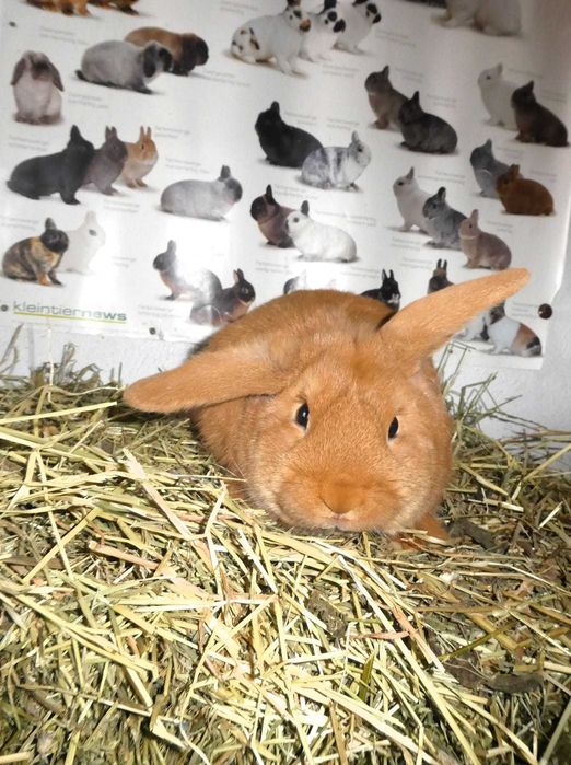 Iepuri berbec pitic rosu