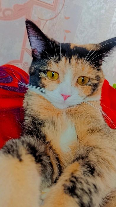 Хэппи ищет дом. Ответственные руки.