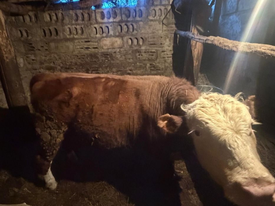 Продам быка на откорми