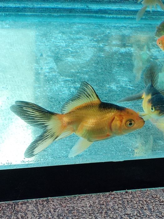 Aranda baliqlari akvarium uchun