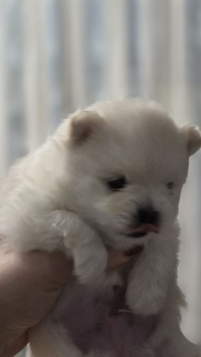 Продаём Померанских шпицов