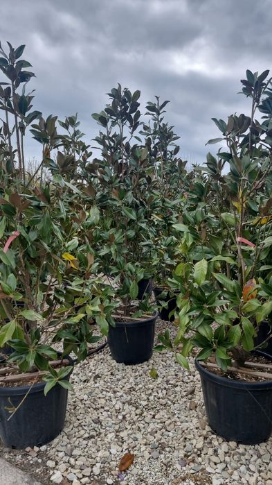 Cedru argintiu- Magnolie glandiflora- euonymus japonicus- artar rosu